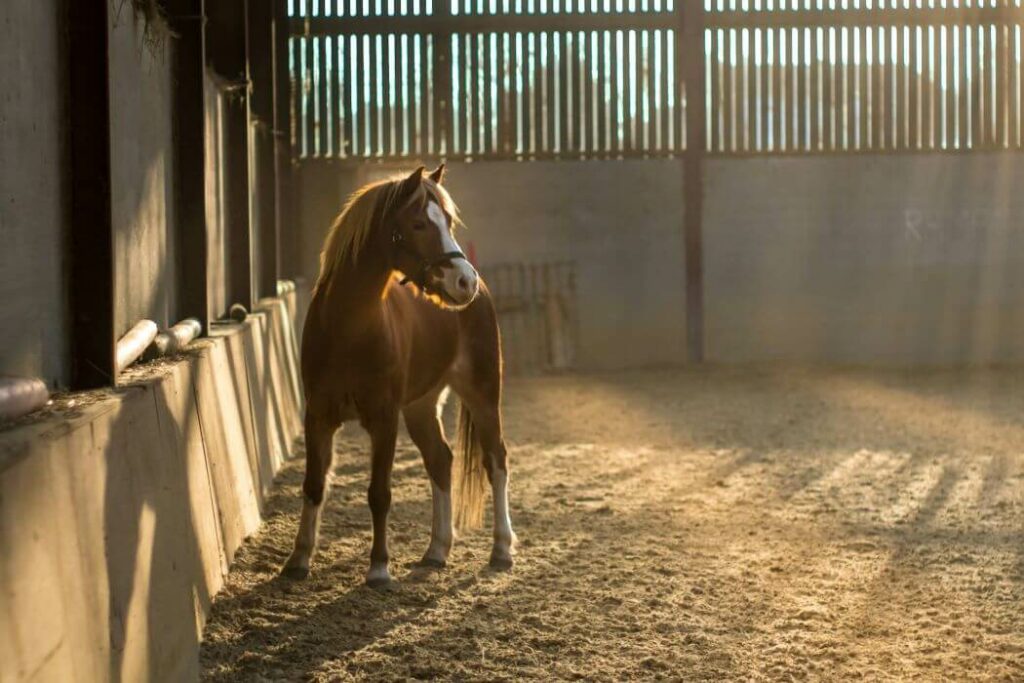 soin cheval engorgé