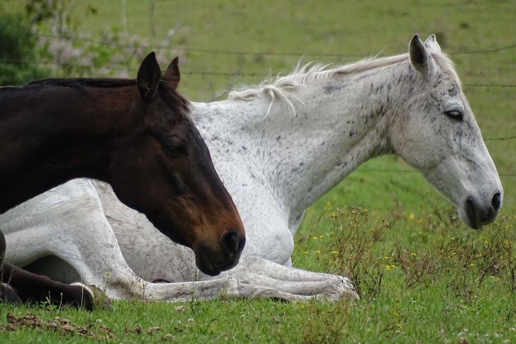 Comment dort un cheval? Comprendre et optimiser le sommeil