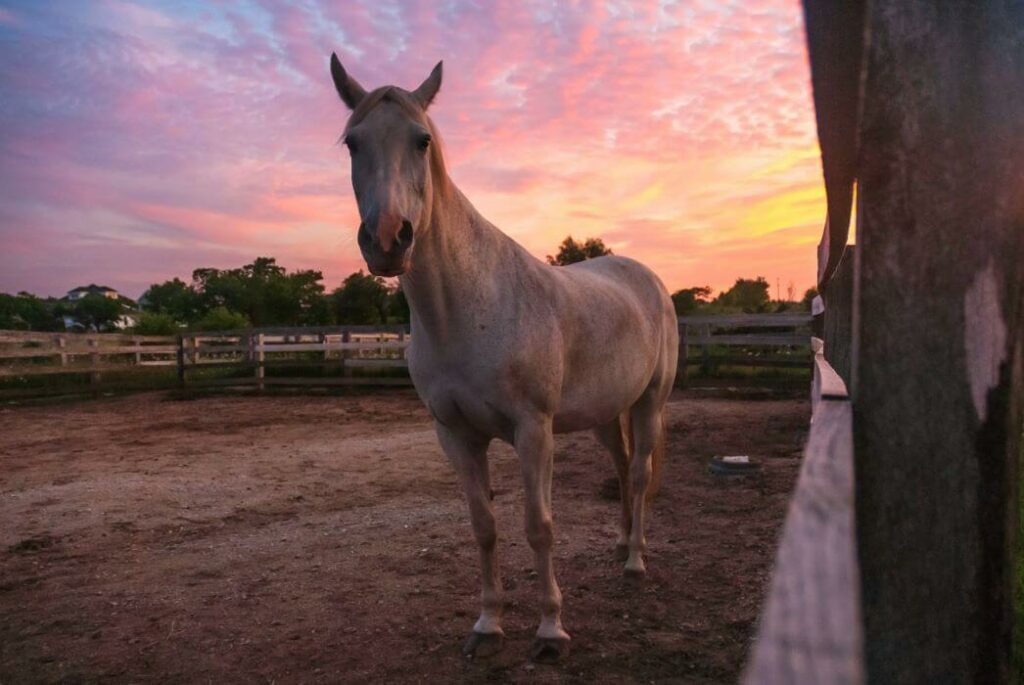 engorgement cheval