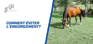 Lire la suite à propos de l’article Comment éviter l’engorgement chez le cheval?