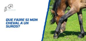Lire la suite à propos de l’article Mon cheval a un suros – Que dois-je faire?