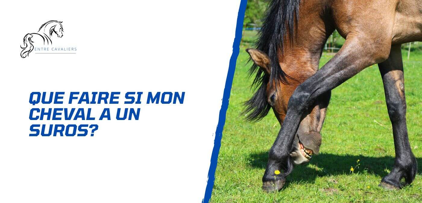 You are currently viewing Mon cheval a un suros – Que dois-je faire?