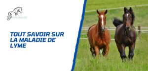 Lire la suite à propos de l’article Tout sur la maladie de Lyme du cheval et comment l’éviter