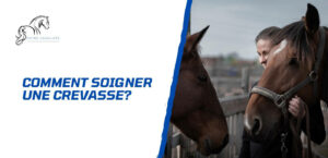 Lire la suite à propos de l’article Comment soigner une crevasse chez le cheval?