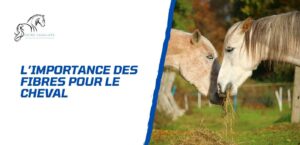 Lire la suite à propos de l’article L’importance des fibres dans l’alimentation du cheval