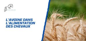 Lire la suite à propos de l’article Le rôle clé de l’avoine dans l’alimentation des chevaux