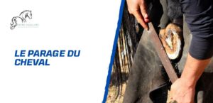 Lire la suite à propos de l’article Le parage du cheval – Un soin fondamental