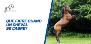 Lire la suite à propos de l’article Comment gérer un cheval qui se cabre? Conseils et techniques