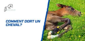 Lire la suite à propos de l’article Comment dort un cheval? Comprendre et optimiser le sommeil