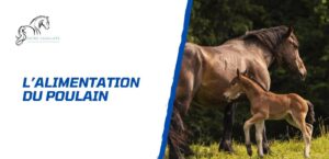 Lire la suite à propos de l’article L’alimentation du poulain – Bien nourrir pour mieux grandir