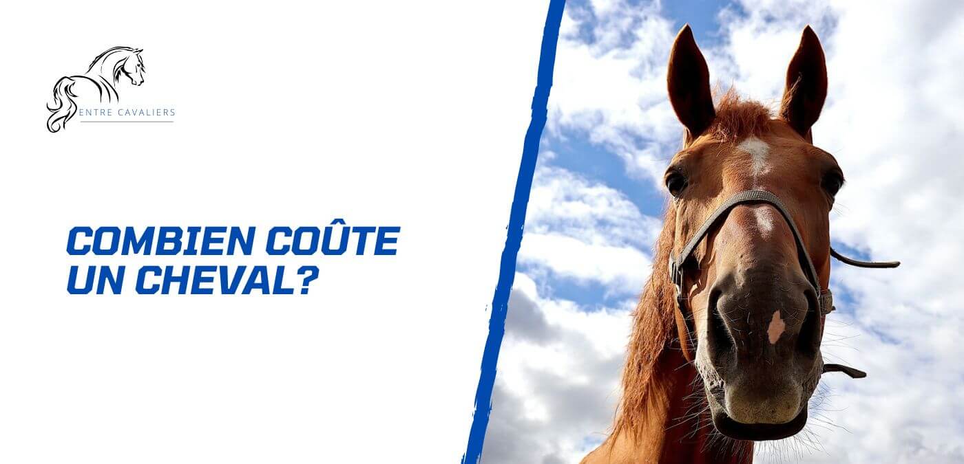 You are currently viewing Combien coûte un cheval? Prix d’achat et frais d’entretien