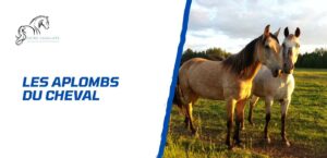 Lire la suite à propos de l’article Les aplombs du cheval – Évaluation et stratégies de correction