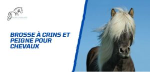 Lire la suite à propos de l’article La brosse à crins et le peigne dans le toilettage du cheval