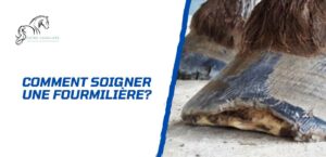 Lire la suite à propos de l’article Comment soigner et prévenir la fourmilière chez le cheval?