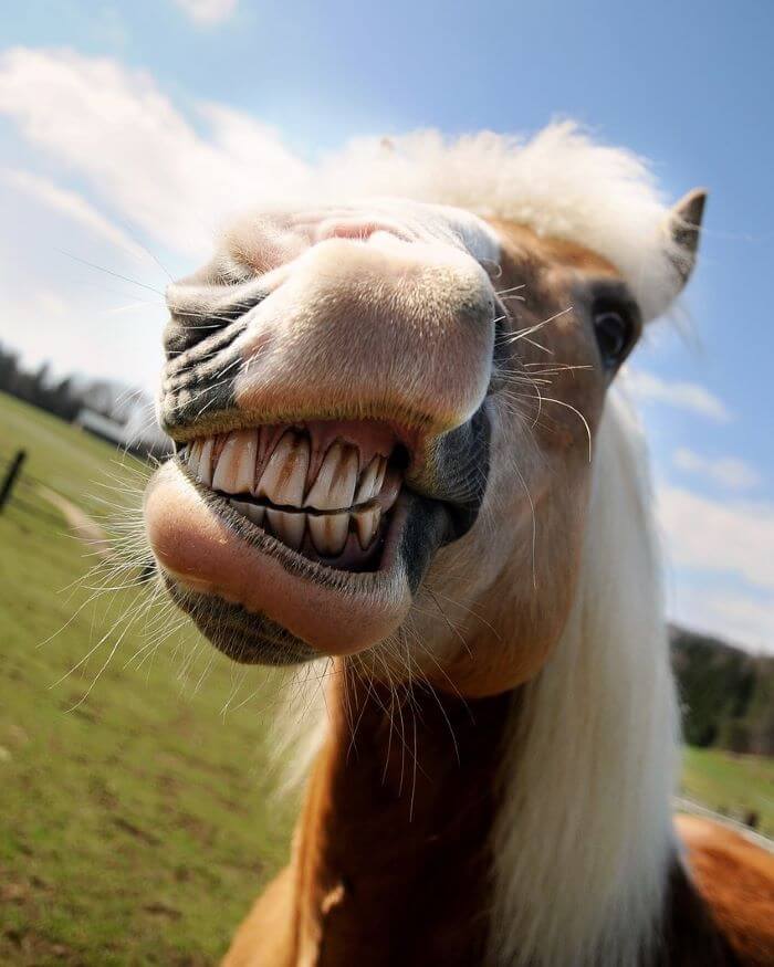 dentiste cheval