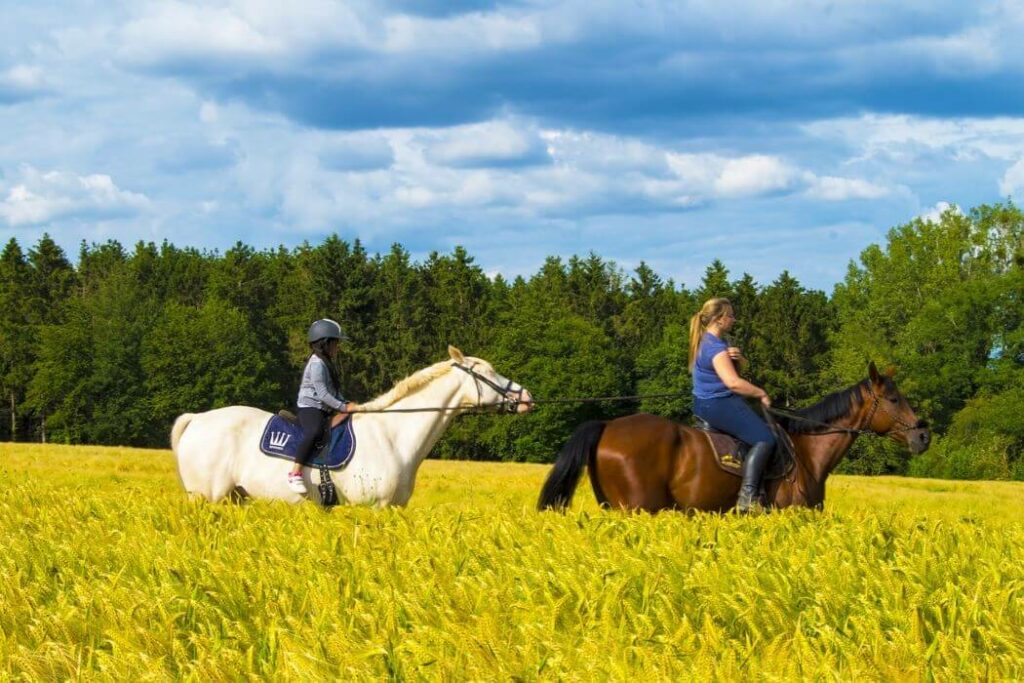 thérapie avec le cheval