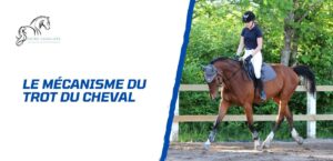 Lire la suite à propos de l’article Quel est le mécanisme du trot du cheval? Guide détaillé