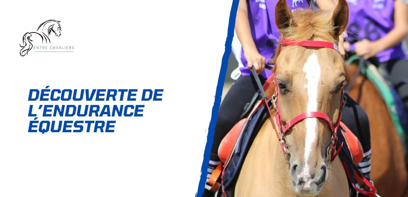 You are currently viewing Découverte de l’endurance à cheval – Guide complet du cavalier