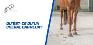 Lire la suite à propos de l’article Qu’est-ce qu’un cheval cagneux?