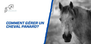Lire la suite à propos de l’article Comment gérer un cheval panard? Conseils d’expert