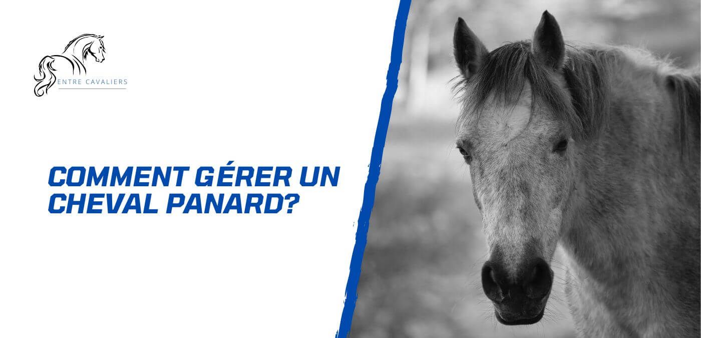 You are currently viewing Comment gérer un cheval panard? Conseils d’expert