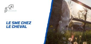 Lire la suite à propos de l’article Le SME chez le cheval – Comprendre, prévenir et traiter
