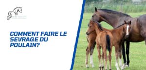 Lire la suite à propos de l’article Comment faire le sevrage d’un poulain? Stratégies et conseils pratiques