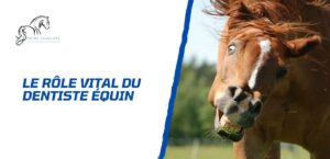 Lire la suite à propos de l’article Le rôle vital du dentiste équin dans la vie du cheval