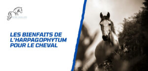 Lire la suite à propos de l’article Les bienfaits de l’harpagophytum pour le cheval
