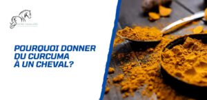 Lire la suite à propos de l’article Pourquoi donner du curcuma à un cheval?