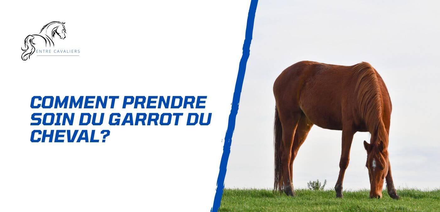 You are currently viewing Comment prendre soin du garrot du cheval?