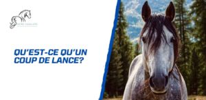 Lire la suite à propos de l’article Mon cheval a un coup de lance – Est-ce grave?