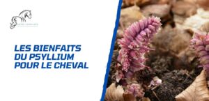 Lire la suite à propos de l’article Les bienfaits du psyllium pour le cheval