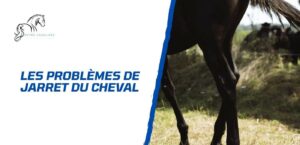 Lire la suite à propos de l’article Les problèmes de jarret chez le cheval – Guide pratique