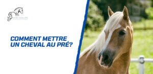 Lire la suite à propos de l’article Comment mettre un cheval au pré? Conseils d’experts