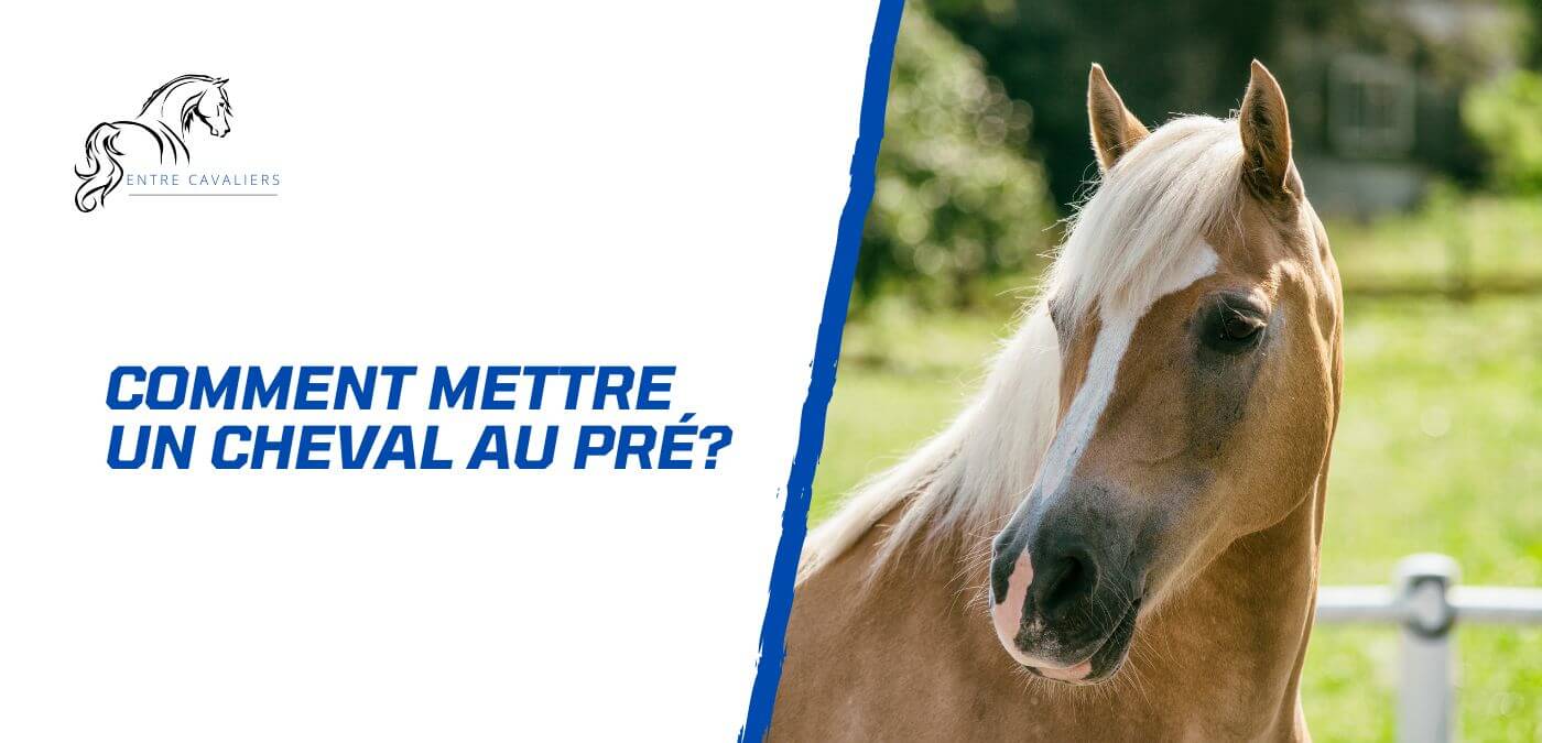 You are currently viewing Comment mettre un cheval au pré? Conseils d’experts