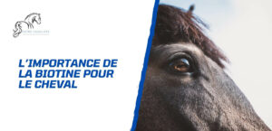 Lire la suite à propos de l’article La biotine – Un nutriment essentiel pour le cheval