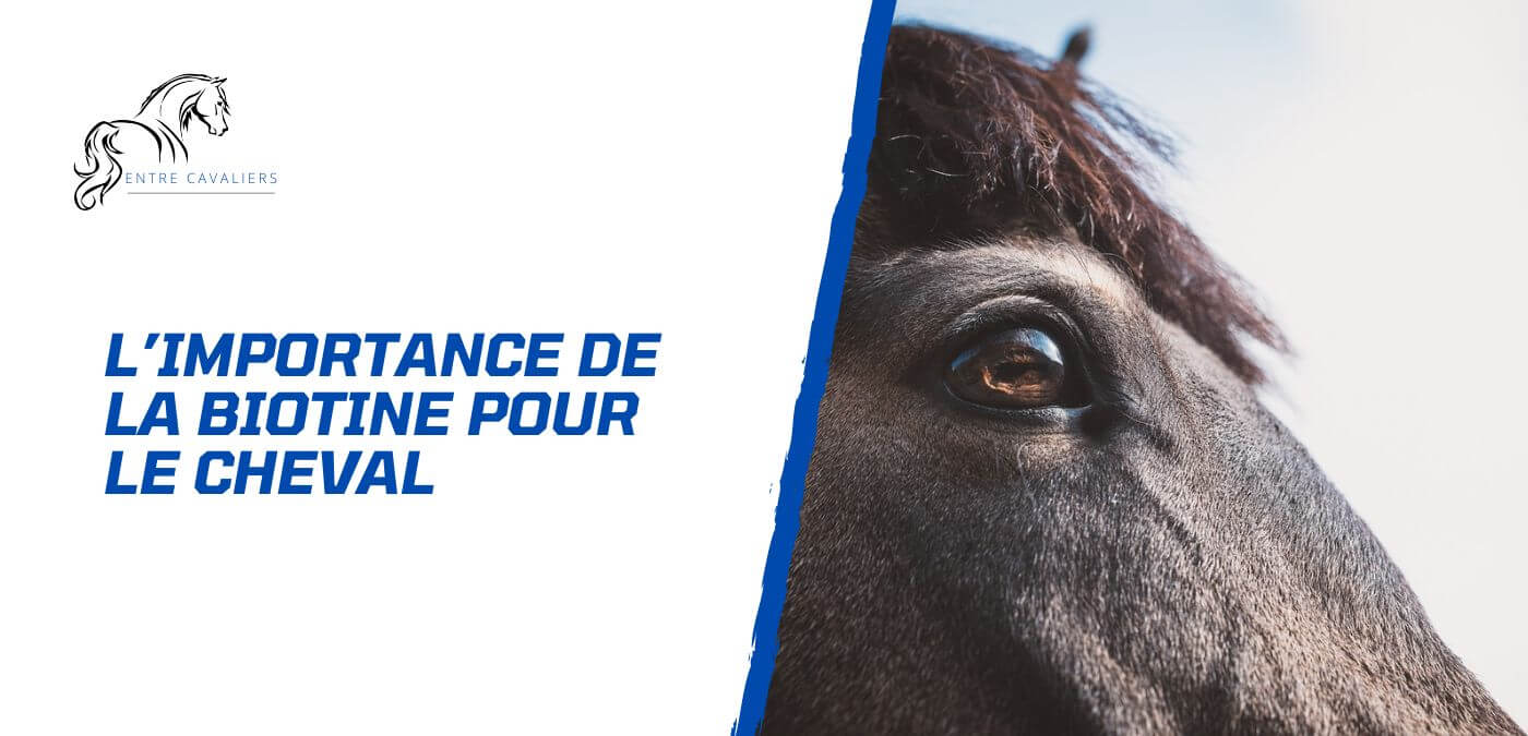 You are currently viewing La biotine – Un nutriment essentiel pour le cheval