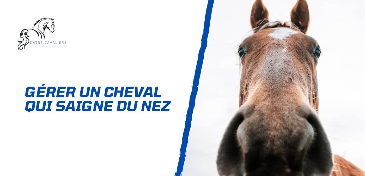 You are currently viewing Que faire lorsqu’un cheval saigne du nez?