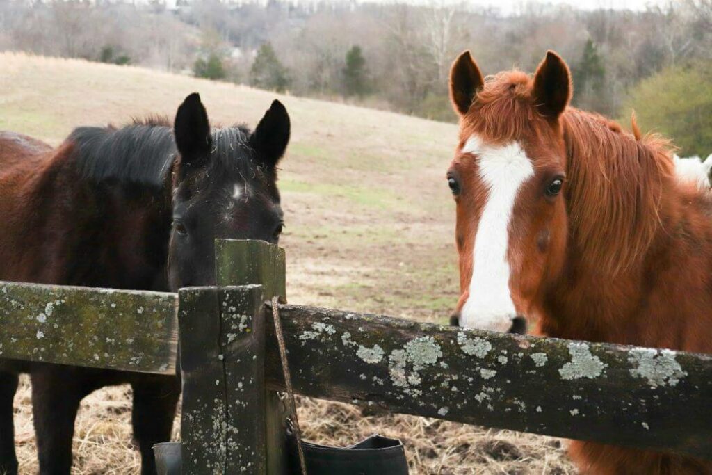 âge cheval