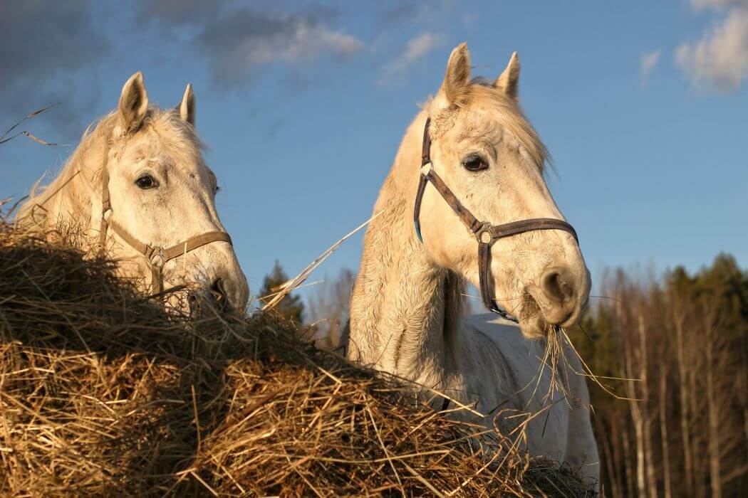 aliment vieux cheval