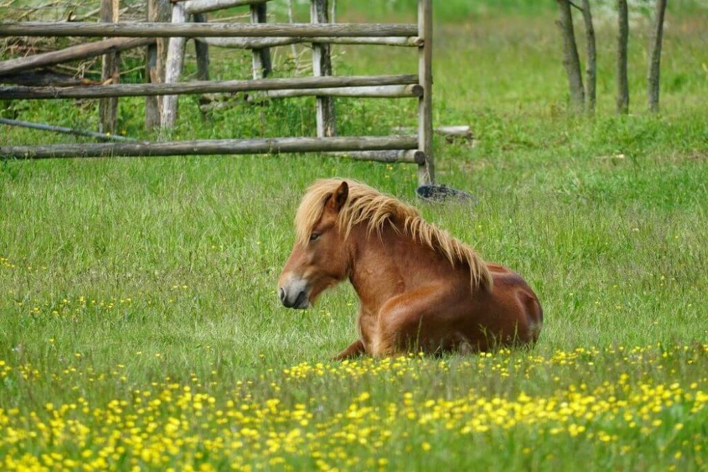 arnica cheval