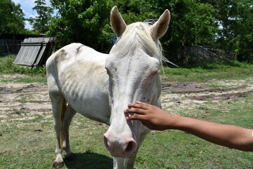 cheval maigre