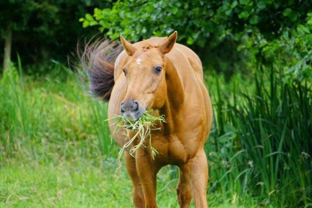 diarrhée chevaux