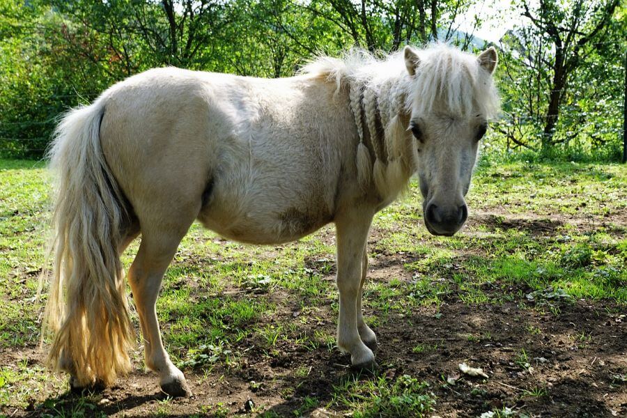 durée de vie poney