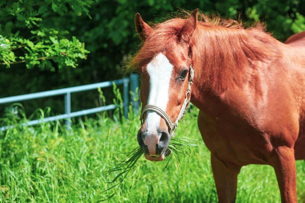 faire grossir un cheval