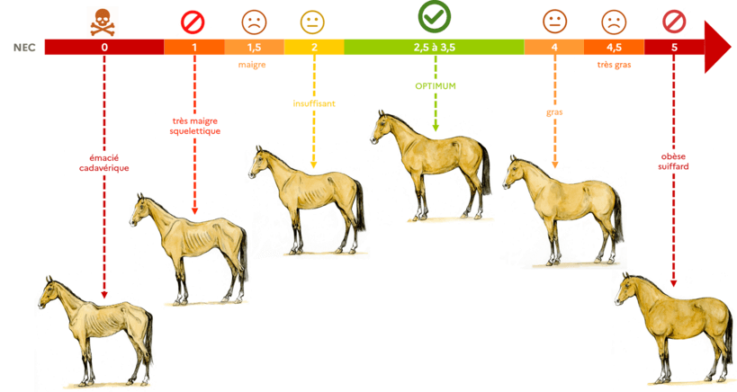 note d'état corporel cheval