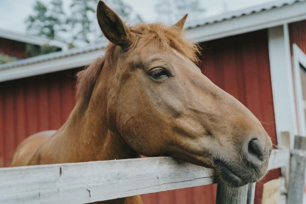 oreille cheval