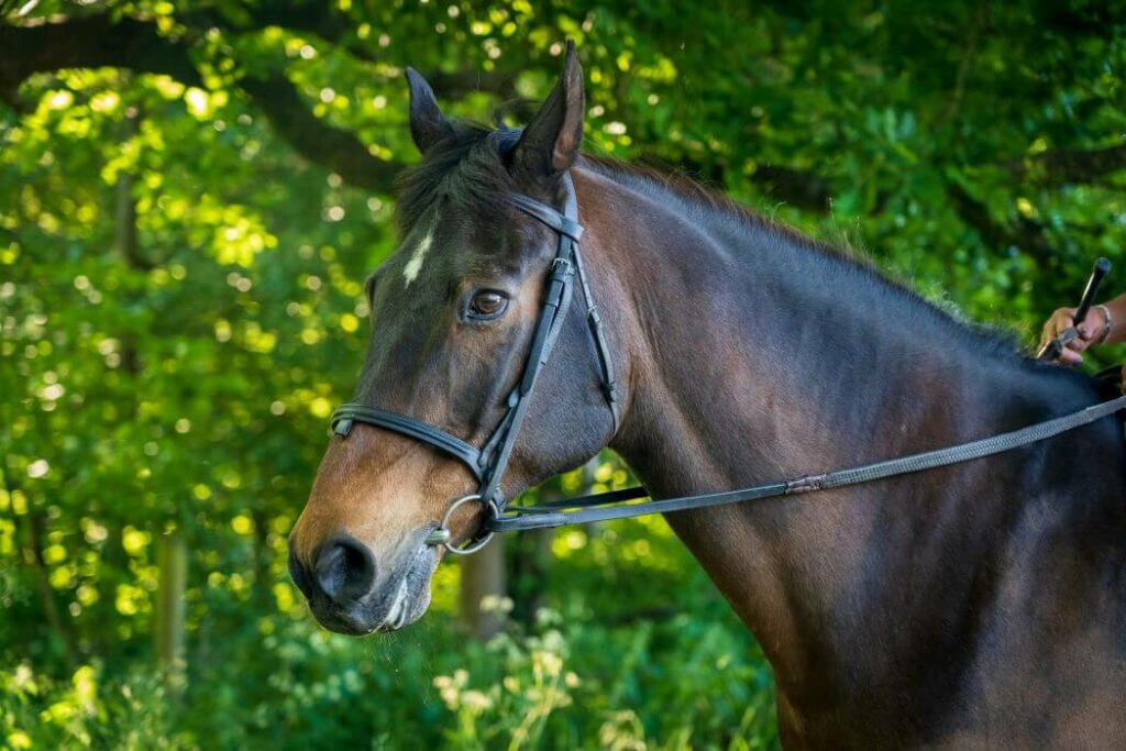 oreilles cheval