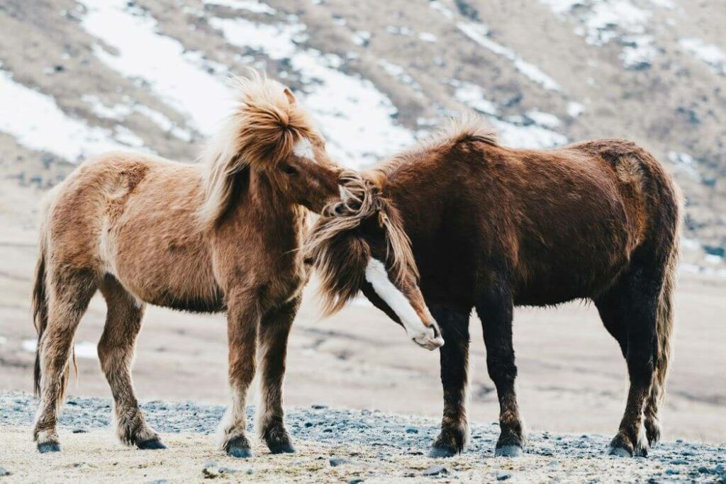 poux chevaux